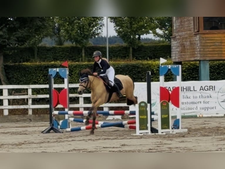 Connemara Caballo castrado 4 años 138 cm Bayo in Mountrath, Co. Laois