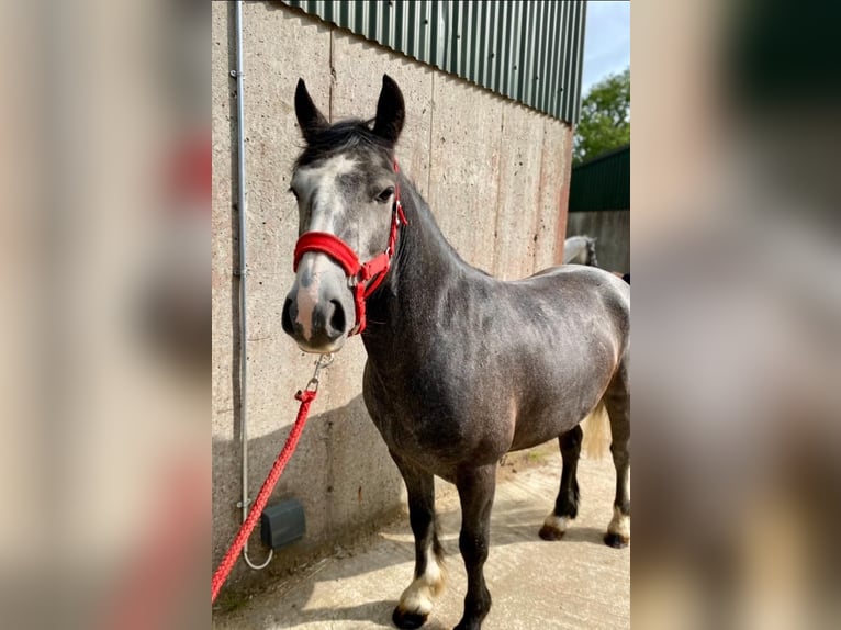 Connemara Caballo castrado 4 años 138 cm Tordillo negro in Sligo