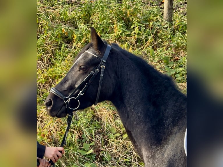Connemara Caballo castrado 4 años 139 cm Ruano azulado in Lisberg