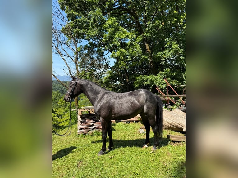 Connemara Caballo castrado 4 años 139 cm Ruano azulado in Lisberg