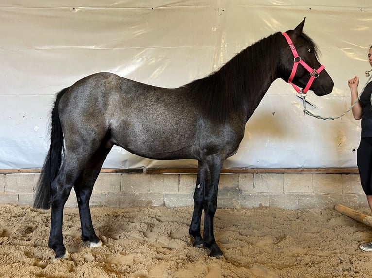 Connemara Caballo castrado 4 años 142 cm Ruano azulado in Lisberg