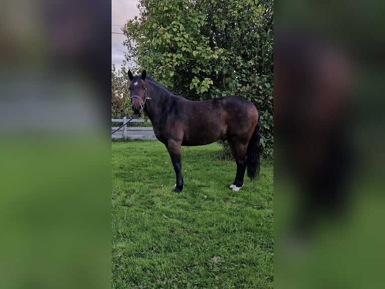 Connemara Caballo castrado 4 años 143 cm Castaño oscuro in Galway