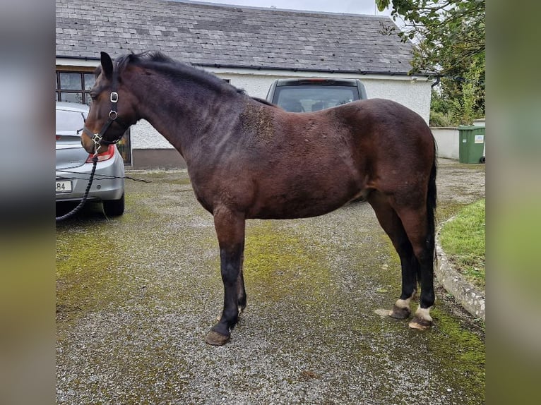 Connemara Caballo castrado 4 años 143 cm Castaño oscuro in Galway