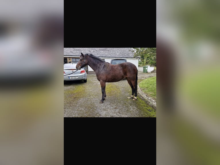 Connemara Caballo castrado 4 años 143 cm Castaño oscuro in Galway