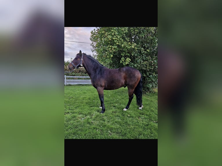 Connemara Caballo castrado 4 años 143 cm Castaño oscuro in Galway