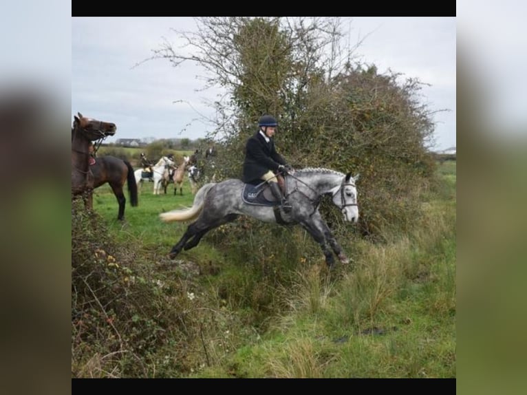 Connemara Caballo castrado 4 años 143 cm Tordo rodado in Westmeath