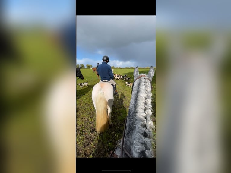 Connemara Caballo castrado 4 años 143 cm Tordo rodado in Westmeath