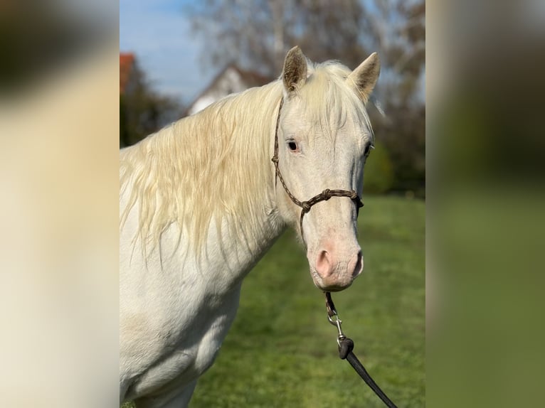 Connemara Mestizo Caballo castrado 4 años 144 cm Tordo in Achstetten