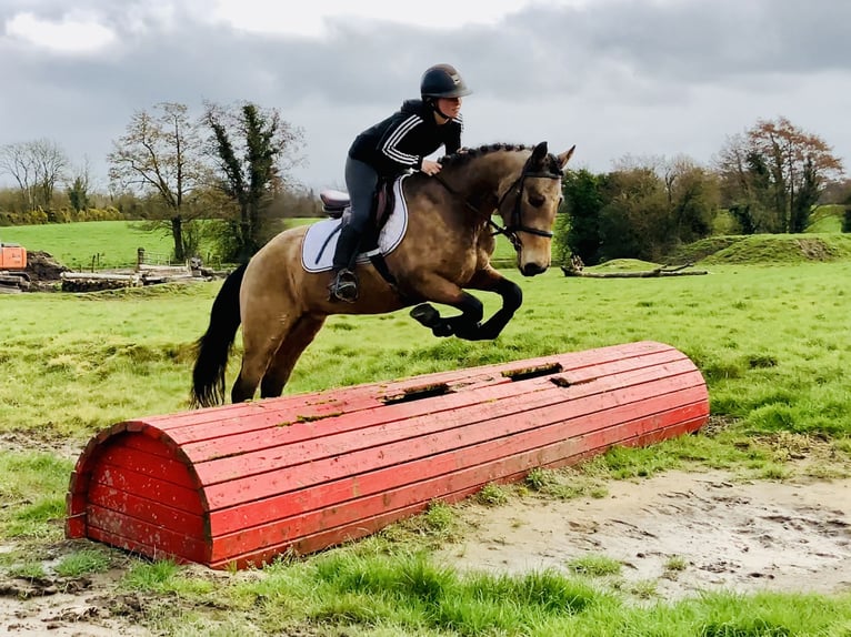 Connemara Caballo castrado 4 años 145 cm Bayo in Mountrath