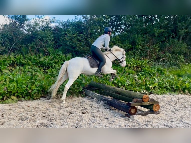 Connemara Caballo castrado 4 años 145 cm Cremello in Trebbin