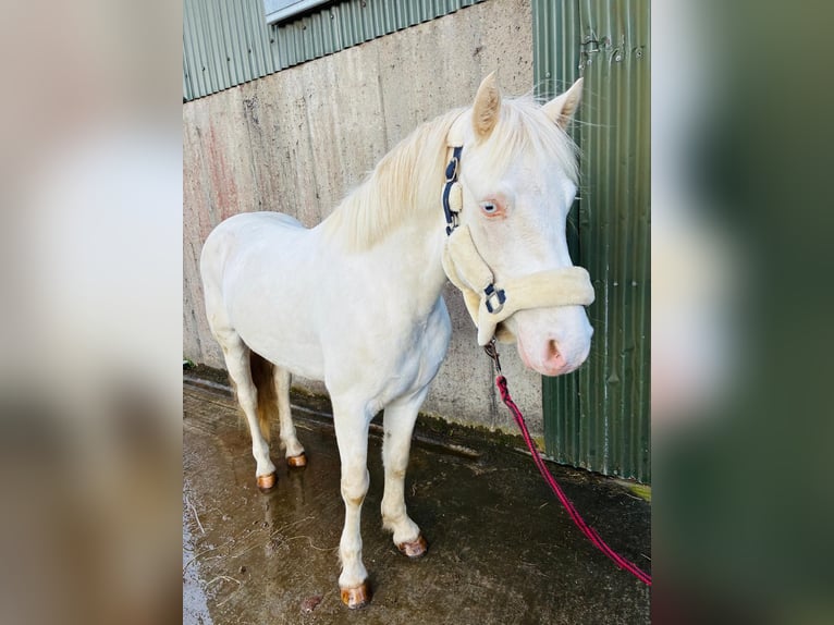 Connemara Caballo castrado 4 años 145 cm Cremello in Trebbin