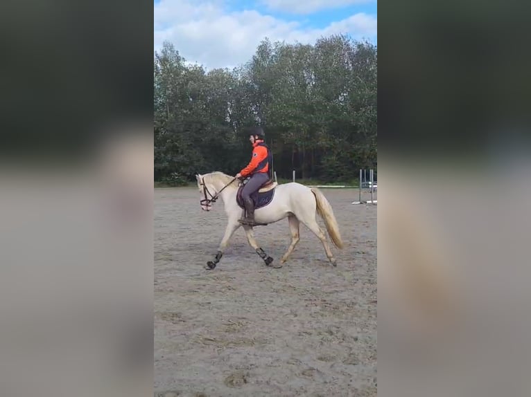 Connemara Caballo castrado 4 años 145 cm Cremello in Liège