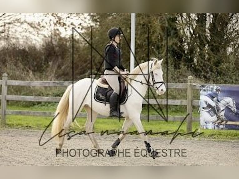 Connemara Caballo castrado 4 años 145 cm Cremello in Liège