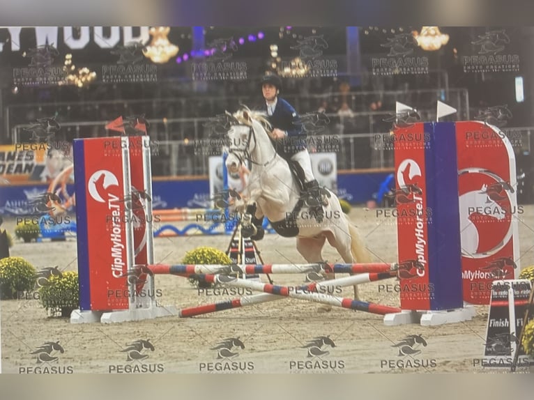 Connemara Caballo castrado 4 años 145 cm Cremello in Liège