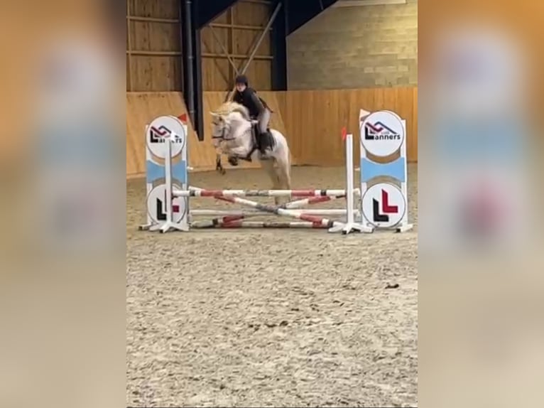 Connemara Caballo castrado 4 años 145 cm Cremello in Liège