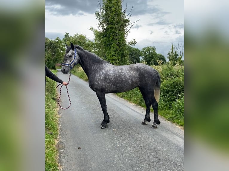 Connemara Caballo castrado 4 años 145 cm Tordo in Sligo