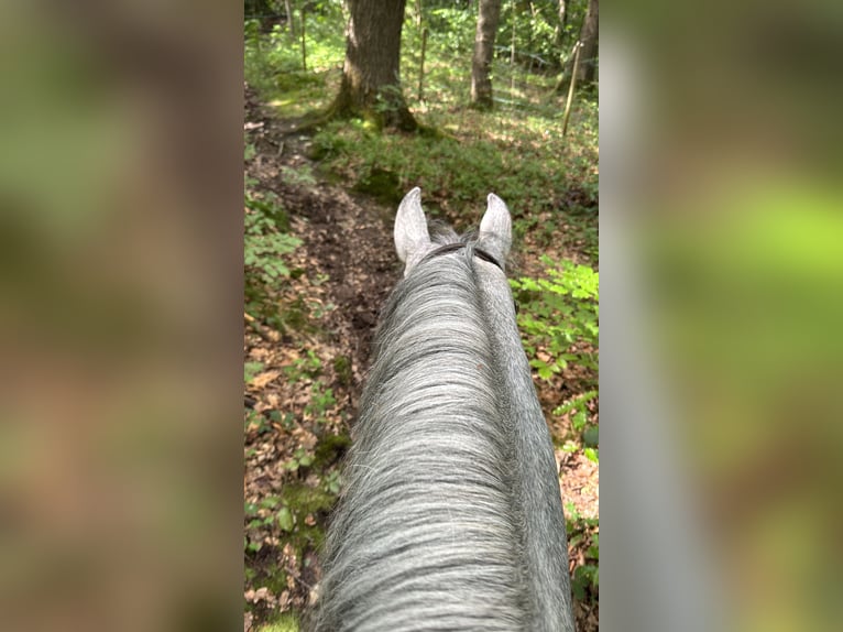 Connemara Caballo castrado 4 años 145 cm Tordo in Liege