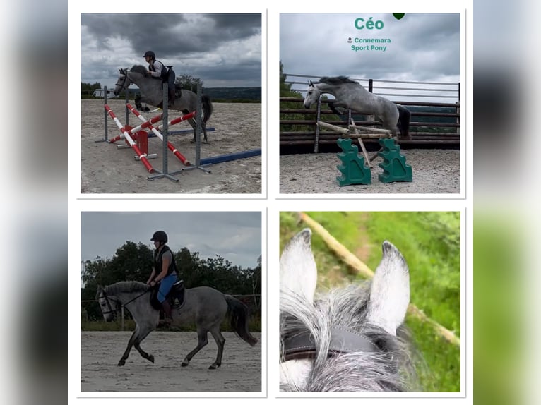 Connemara Caballo castrado 4 años 145 cm Tordo in Liege