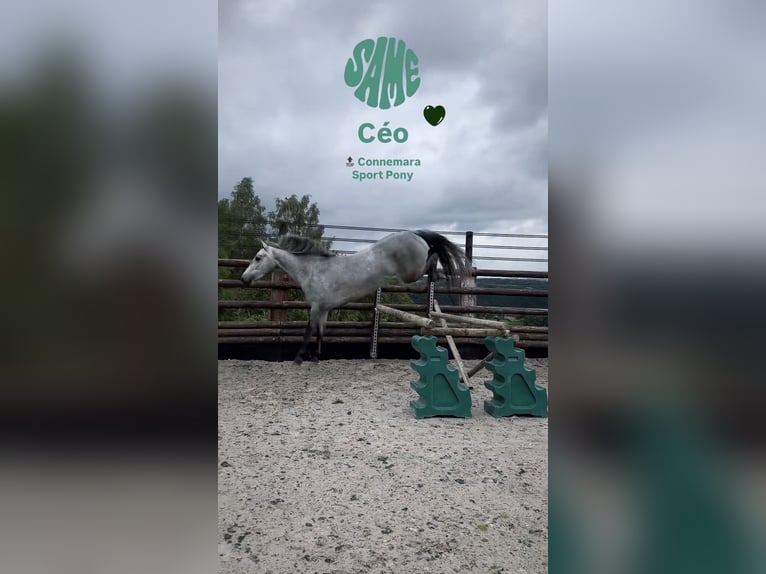 Connemara Caballo castrado 4 años 145 cm Tordo in Liege