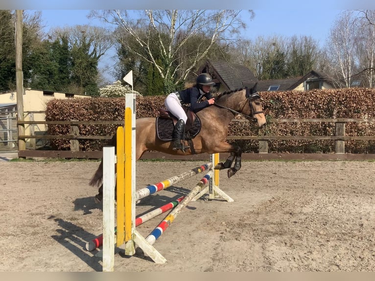 Connemara Caballo castrado 4 años 146 cm Bayo in Mountrath