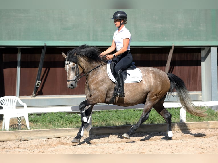 Connemara Caballo castrado 4 años 146 cm Musgo marrón in Altenstadt