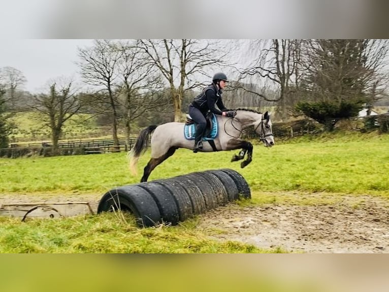 Connemara Caballo castrado 4 años 146 cm Tordo in Sligo