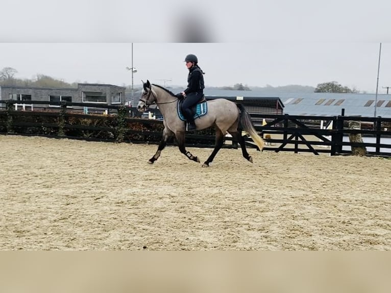 Connemara Caballo castrado 4 años 146 cm Tordo in Sligo