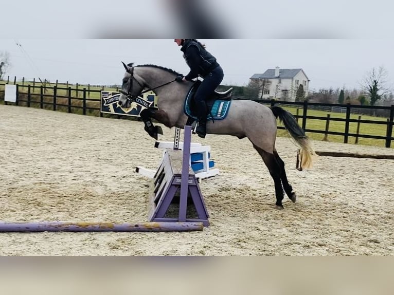 Connemara Caballo castrado 4 años 146 cm Tordo in Sligo