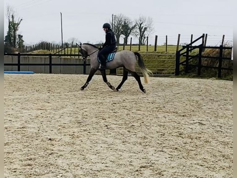 Connemara Caballo castrado 4 años 146 cm Tordo in Sligo