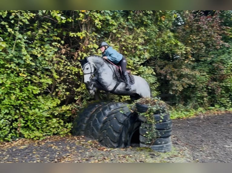 Connemara Caballo castrado 4 años 146 cm Tordo rodado in Mountrath, Co. Laois