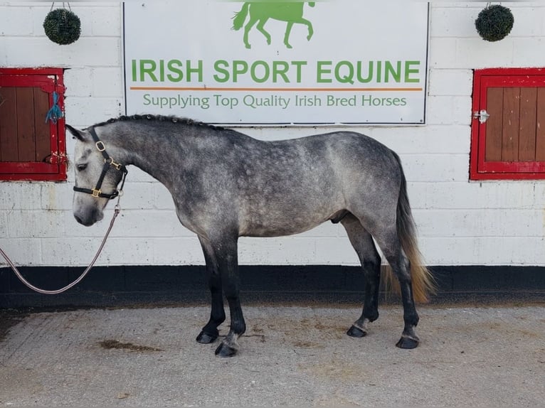 Connemara Caballo castrado 4 años 146 cm Tordo rodado in Mountrath, Co. Laois