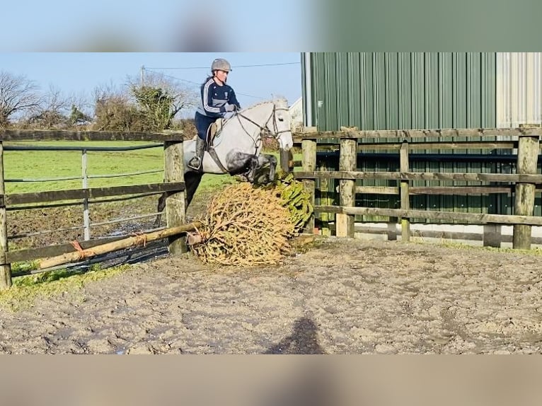 Connemara Caballo castrado 4 años 146 cm Tordo rodado in Sligo