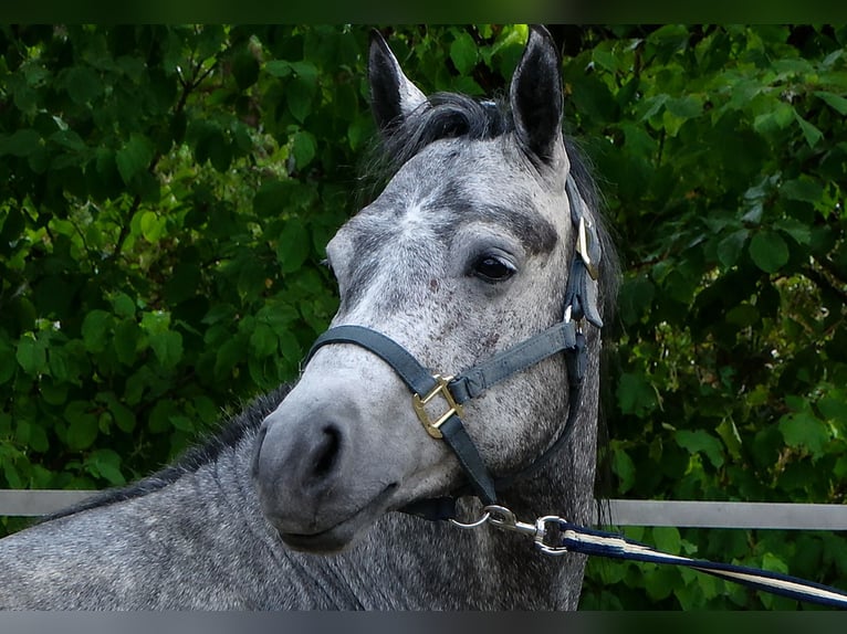 Connemara Caballo castrado 4 años 147 cm Musgo marrón in NeuhemsbachNeuhemsbach
