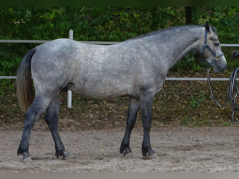 Connemara Caballo castrado 4 años 147 cm Musgo marrón in NeuhemsbachNeuhemsbach