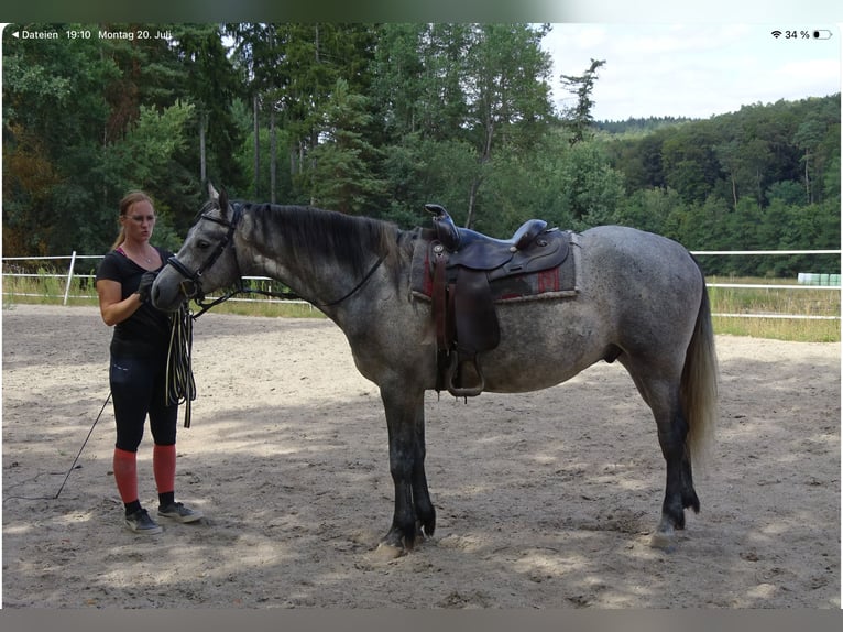 Connemara Caballo castrado 4 años 147 cm Musgo marrón in NeuhemsbachNeuhemsbach