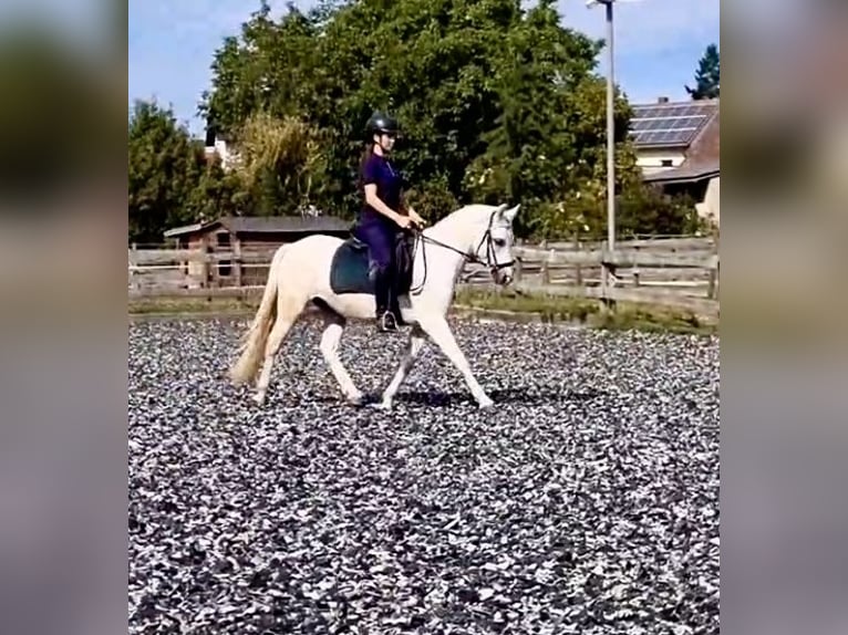 Connemara Caballo castrado 4 años 147 cm Tordo in PriesendorfLisberg