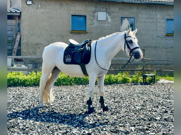 Connemara Caballo castrado 4 años 147 cm Tordo in PriesendorfLisberg