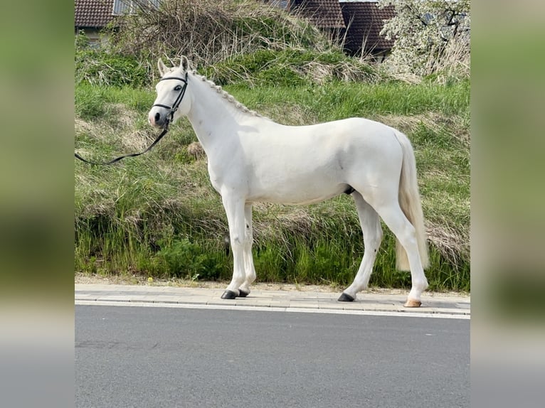 Connemara Caballo castrado 4 años 147 cm Tordo in PriesendorfLisberg