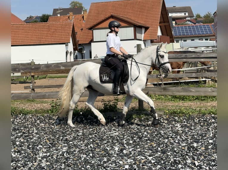 Connemara Caballo castrado 4 años 147 cm Tordo in PriesendorfLisberg