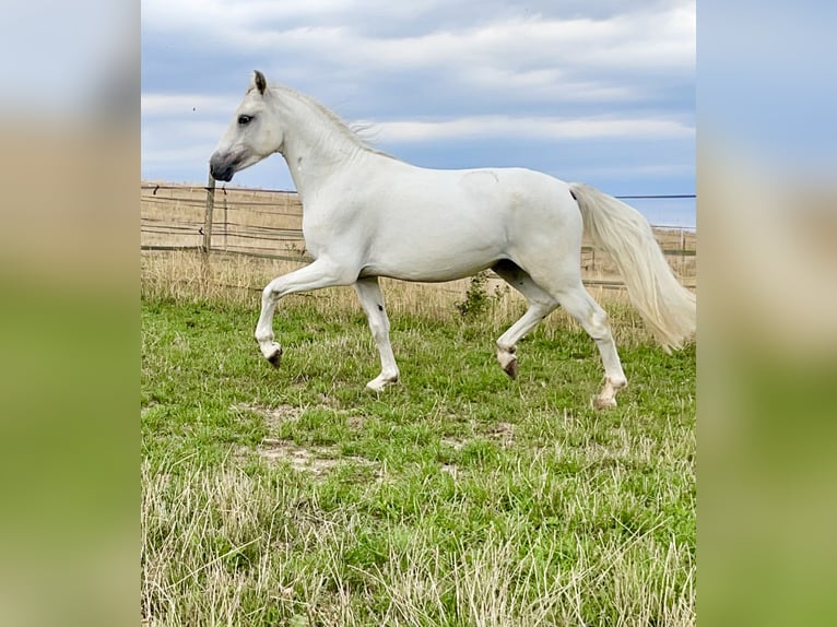 Connemara Caballo castrado 4 años 147 cm Tordo in PriesendorfLisberg