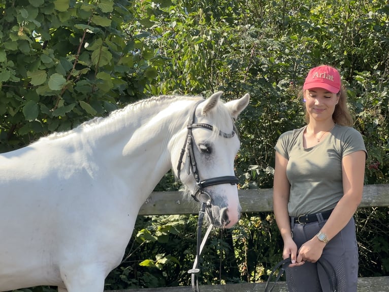 Connemara Caballo castrado 4 años 147 cm Tordo in PriesendorfLisberg