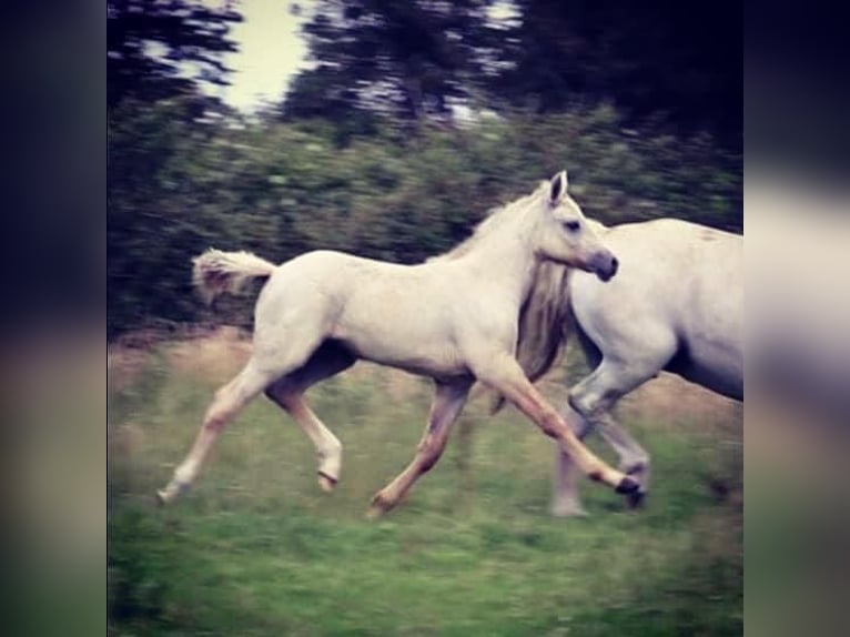 Connemara Caballo castrado 4 años 147 cm Tordo in PriesendorfLisberg