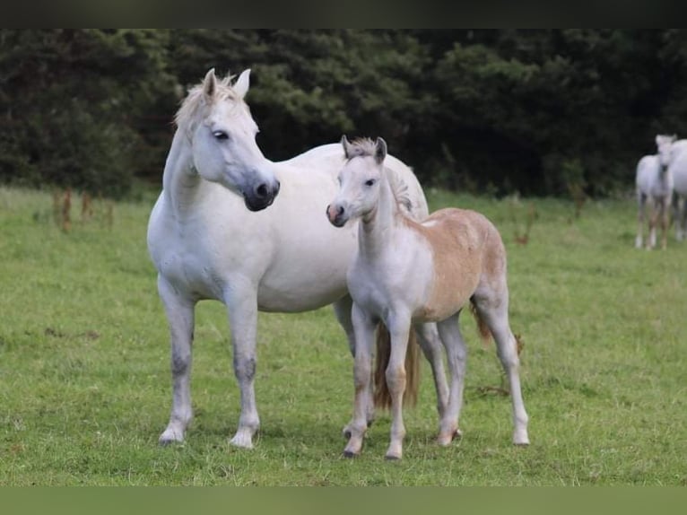 Connemara Caballo castrado 4 años 147 cm Tordo in PriesendorfLisberg