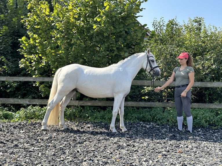 Connemara Caballo castrado 4 años 147 cm Tordo in PriesendorfLisberg