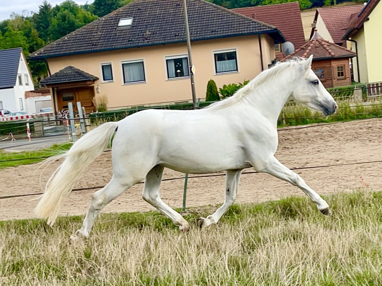 Connemara Caballo castrado 4 años 147 cm Tordo in Lisberg