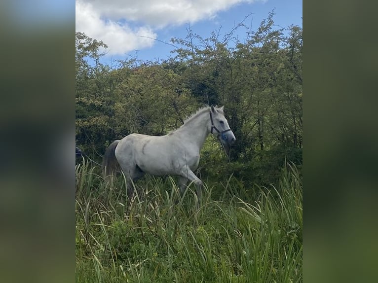 Connemara Caballo castrado 4 años 147 cm Tordo in Co. Sligo