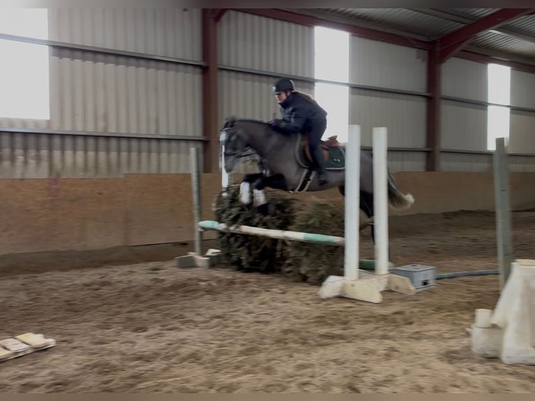 Connemara Caballo castrado 4 años 147 cm Tordo in Sligo