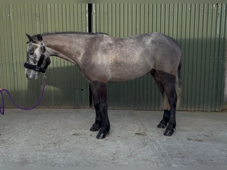 Connemara Caballo castrado 4 años 147 cm Tordo in Sligo