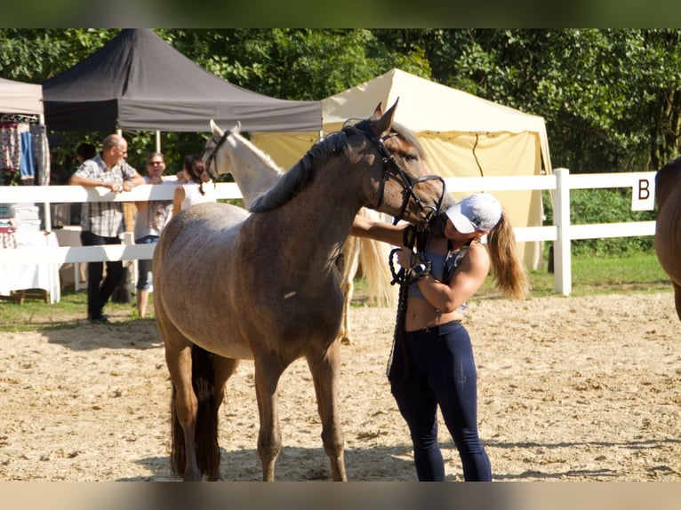 Connemara Mestizo Caballo castrado 4 años 148 cm Castaño-ruano in Saarbrücken