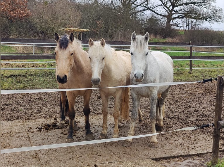 Connemara Caballo castrado 4 años 148 cm Palomino in Münstermaifeld